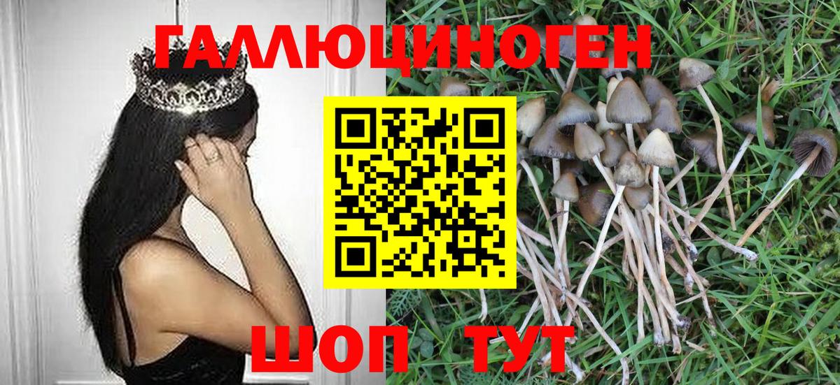 Галлюциногенные грибы Psilocybine cubensis Киселёвск